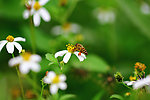 蜜蜂