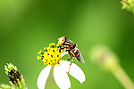 蜜蜂