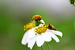 蜜蜂