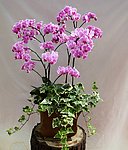 蝴蝶兰