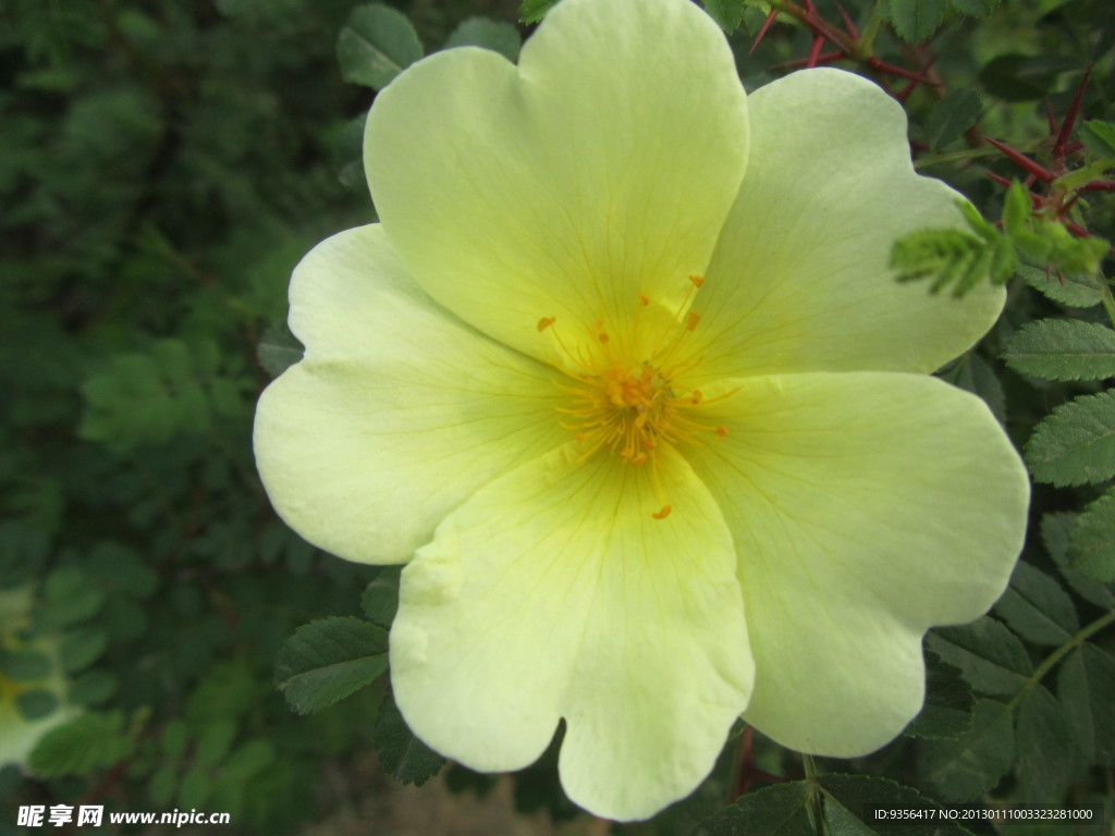 小黄花