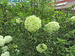绿花