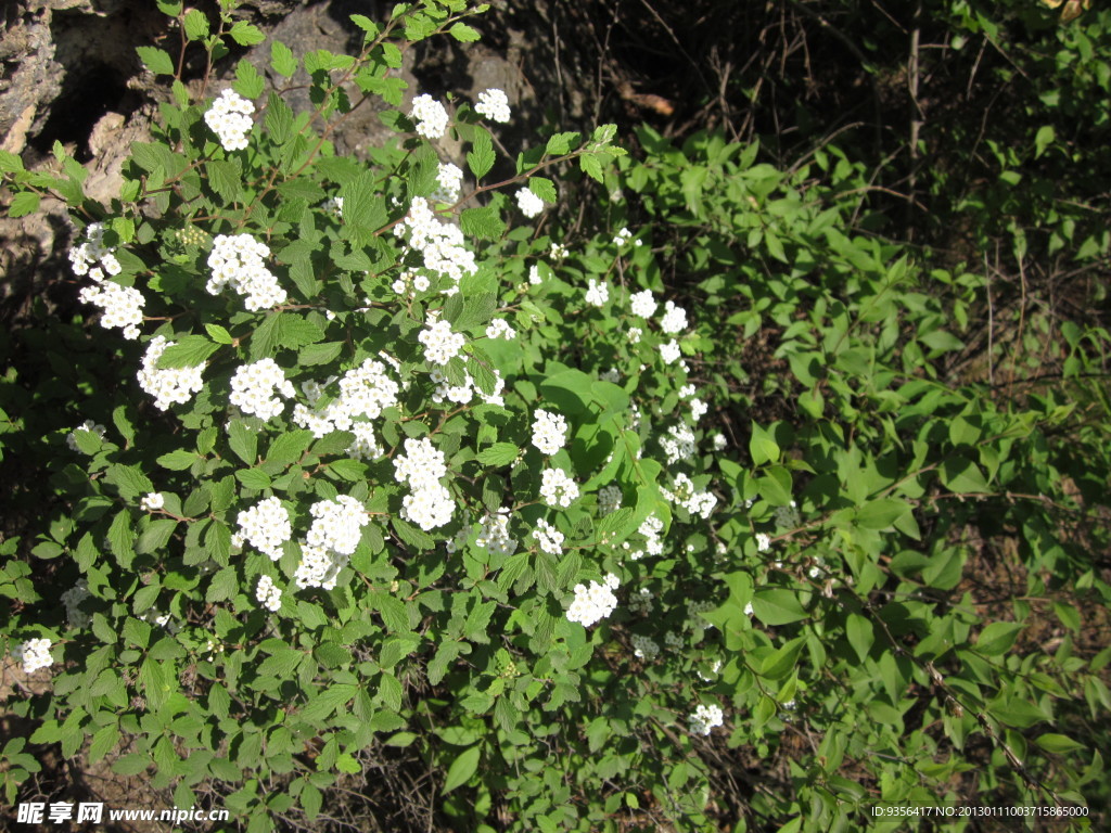 小白花