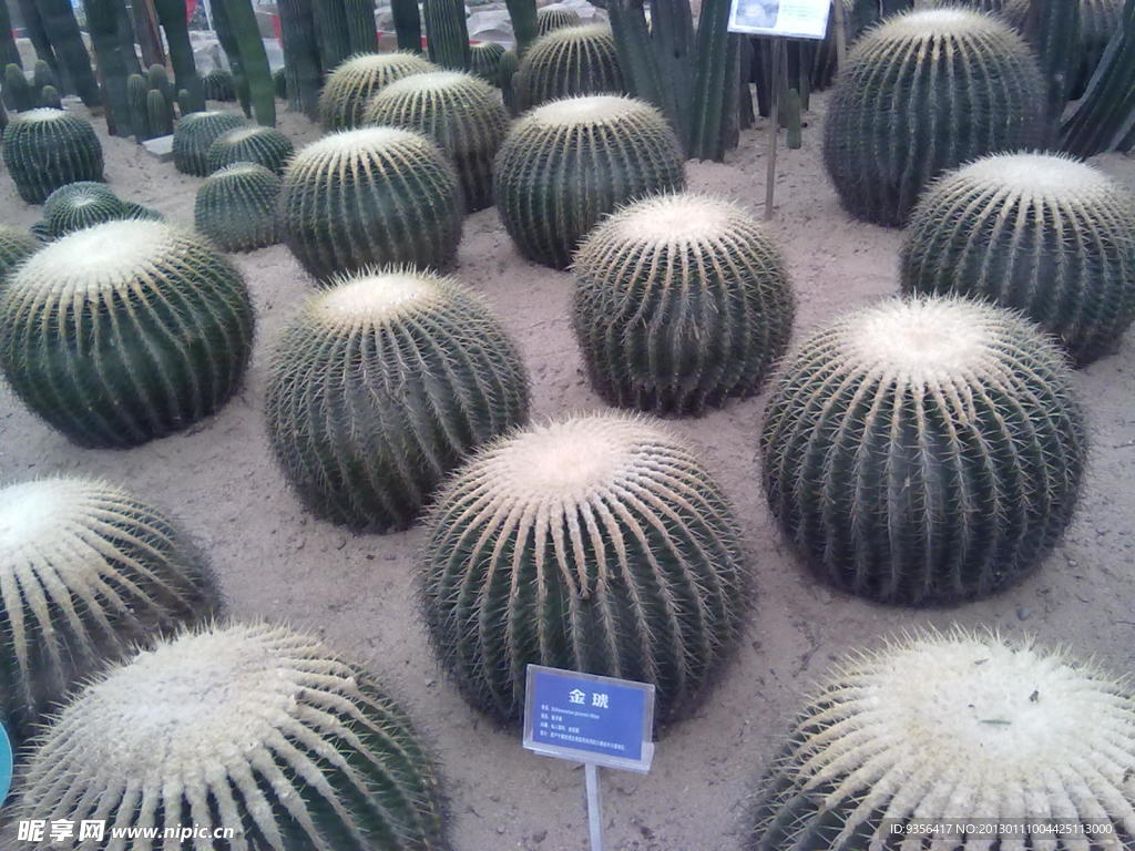 仙人球