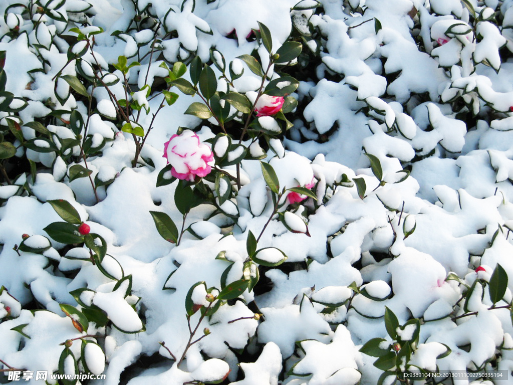 瑞雪
