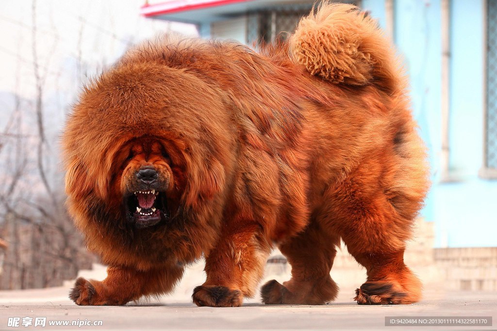 中华神兽 藏獒