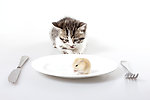 猫和老鼠
