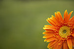 鲜花
