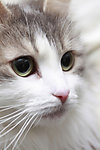 猫咪