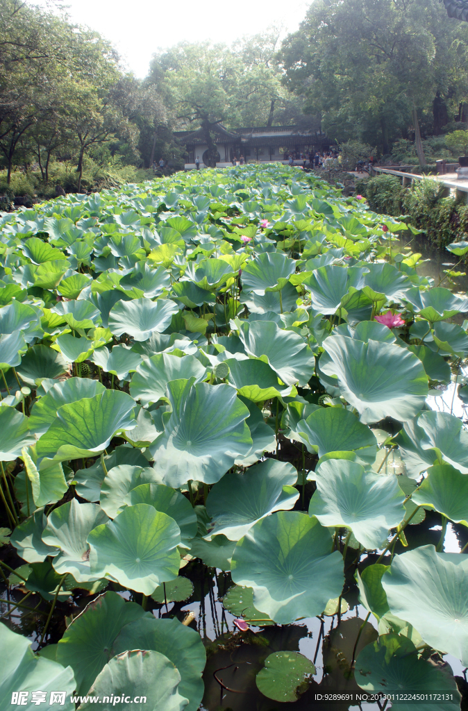 荷花池塘