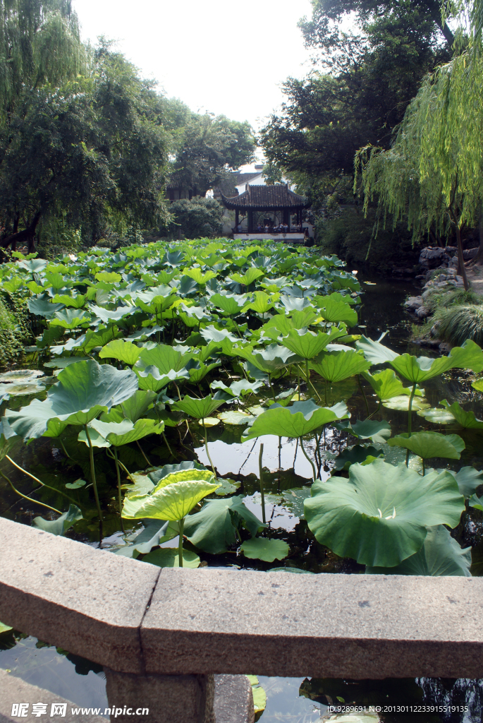 江南水乡荷花池畔