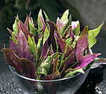 紫贝菜