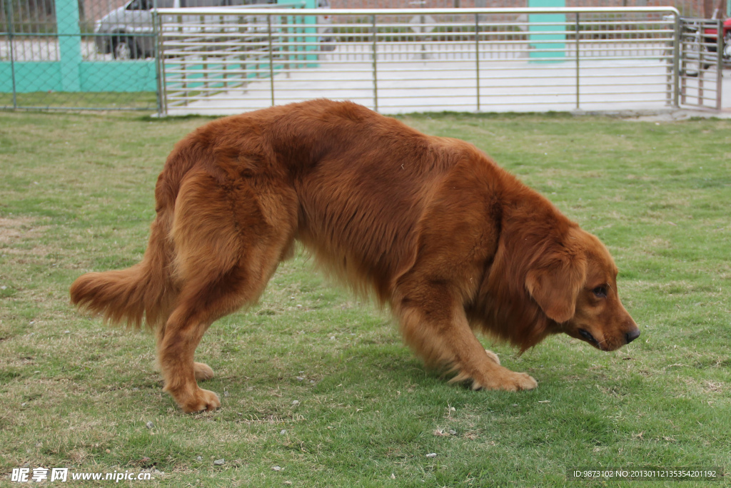 金毛博美犬