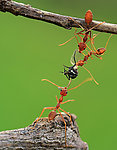 三只蚂蚁接力运输食物