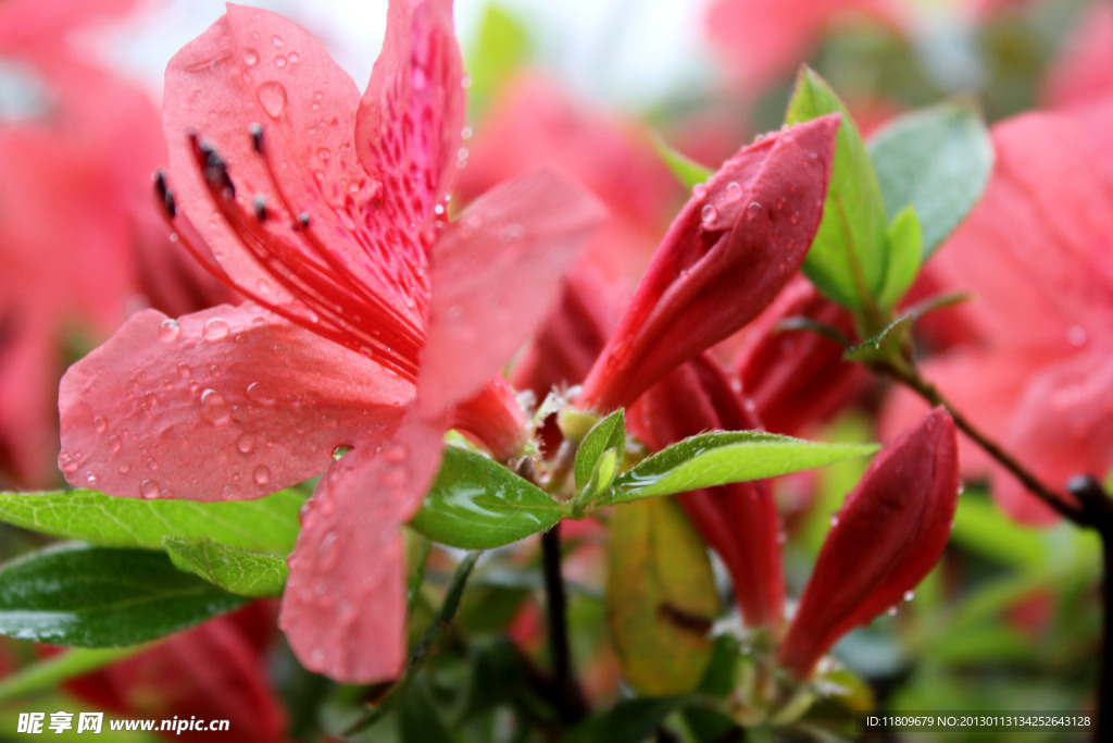 雨后杜鹃