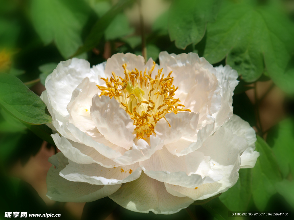 黄蕊白色牡丹花