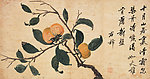 柿子熟了