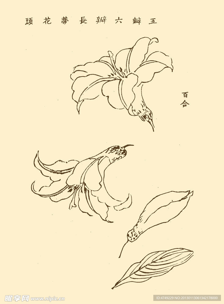 芥子园画谱 花卉