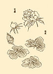 芥子园画谱 花卉