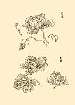 芥子园画谱 花卉