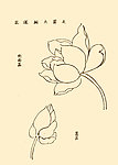 芥子园画谱 花卉