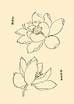 芥子园画谱 花卉