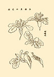 芥子园画谱 花卉