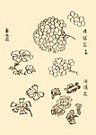 芥子园画谱 花卉