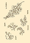 芥子园画谱 花卉