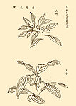 芥子园画谱 花卉