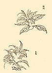 芥子园画谱 花卉