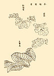 芥子园画谱 花卉