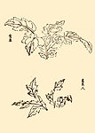 芥子园画谱 花卉