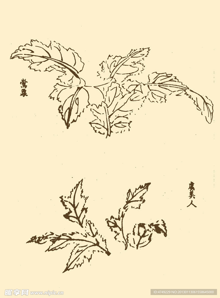 芥子园画谱 花卉