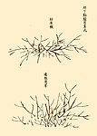 芥子园画谱 花卉