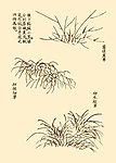 芥子园画谱 花卉