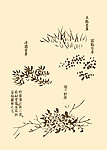 芥子园画谱 花卉