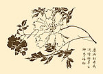芥子园画谱 花卉