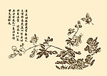芥子园画谱 花卉