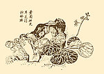 芥子园画谱 花卉