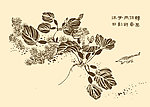 芥子园画谱 花卉