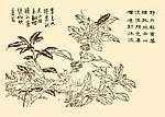 芥子园画谱 花卉