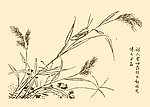 芥子园画谱 花卉