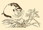 芥子园画谱 翎毛