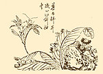 芥子园画谱 花卉