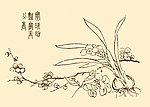 芥子园画谱 花卉