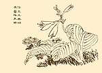芥子园画谱 花卉