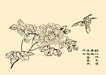 芥子园画谱 花鸟
