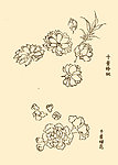 芥子园画谱 花卉
