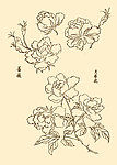 芥子园画谱 花卉
